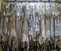 Качество и износостойкость меха от соболя до кролика Как выбрать меховые изделия из чернобурки