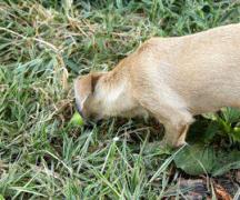 Что делать, если собака ест траву