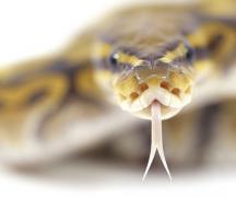 Продолжительность жизни змей в природе и домашних условиях, могут ли жить змеи без головы Сколько змея может прожить без головы