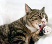 Стресс у кошки — опасно ли это и как его снять